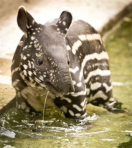 Heo vòi con bơi lần đầu trong vườn thú ở London