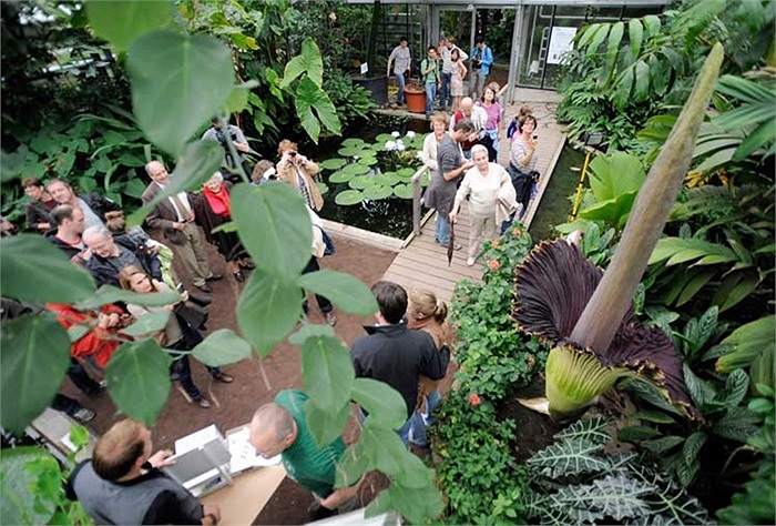 Du khách xếp hàng dài để chiếm ngưỡng 'hoa xác thối' khổng lồ nở