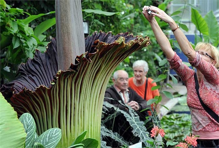 Cảnh tượng 'hoa xác thối' khổng lồ nở rộ ở vườn thực vật quốc gia Brussels, Bỉ đã thu hút sự chú ý của nhiều du khách 