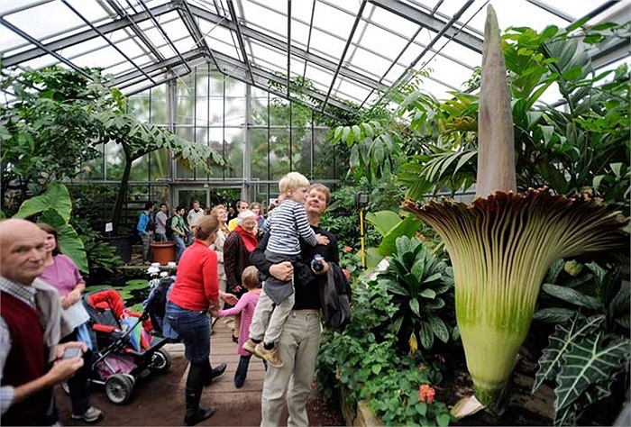 'Hoa xác thối' có tên gọi là Titan Arum được cho là rất hiếm khi nở hoa