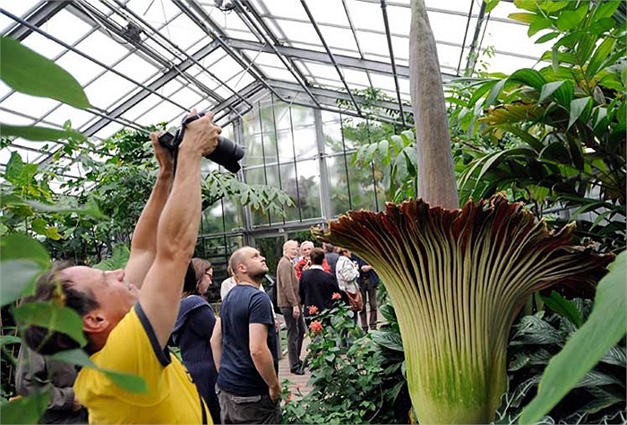 'Hoa xác thối' nở không quá ba ngày, do đó nhiều người nhanh chóng xếp hàng đợi vào vườn thực vật để xem