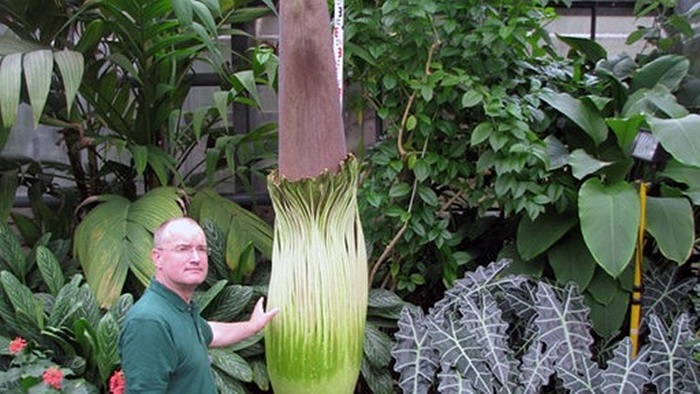 'Hoa xác thối' khi chưa nở