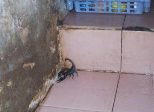 bọ cạp, tấn công, khu dân cư, bình dương