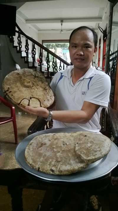 Hải Dương, nấm linh chi, thảo dược, Ninh Giang, phát hiện,