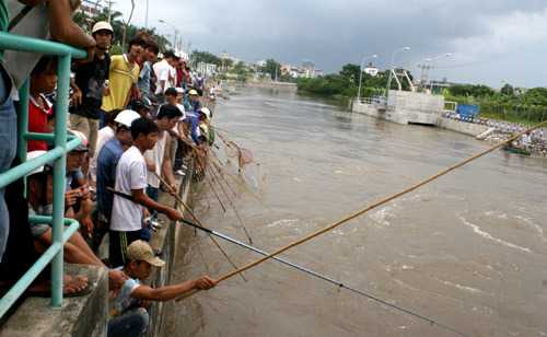bắt cá, sông tô lịch, bão số 6