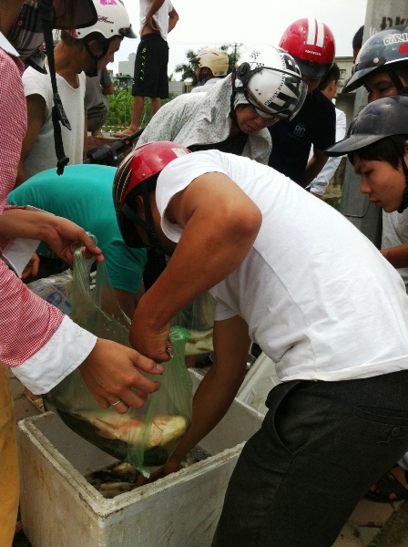 bắt cá, sông tô lịch, bão số 6