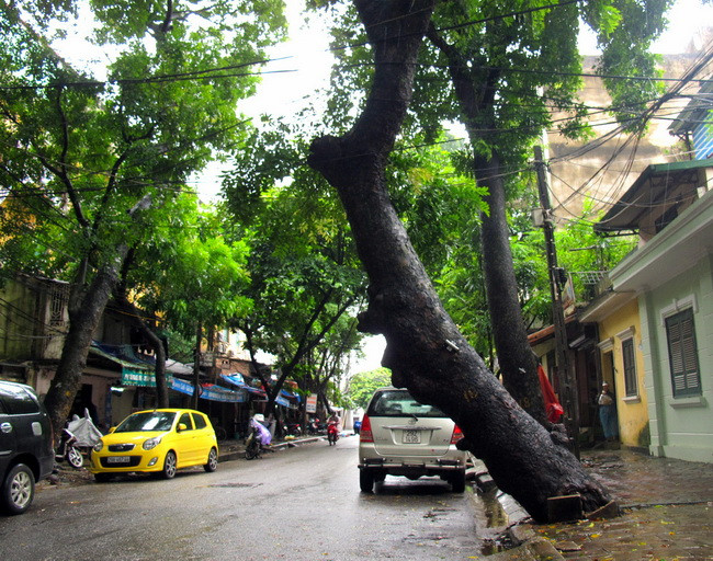 cây xà cừ, cây cổ thụ, bật gốc, nguy hiểm, chết người