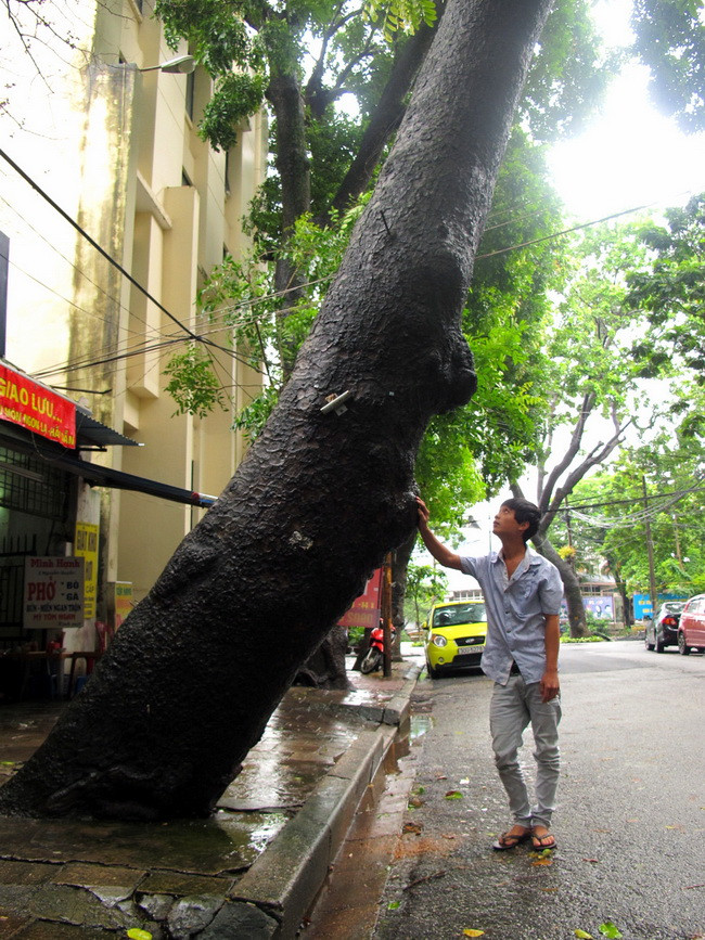 cây xà cừ, cây cổ thụ, bật gốc, nguy hiểm, chết người