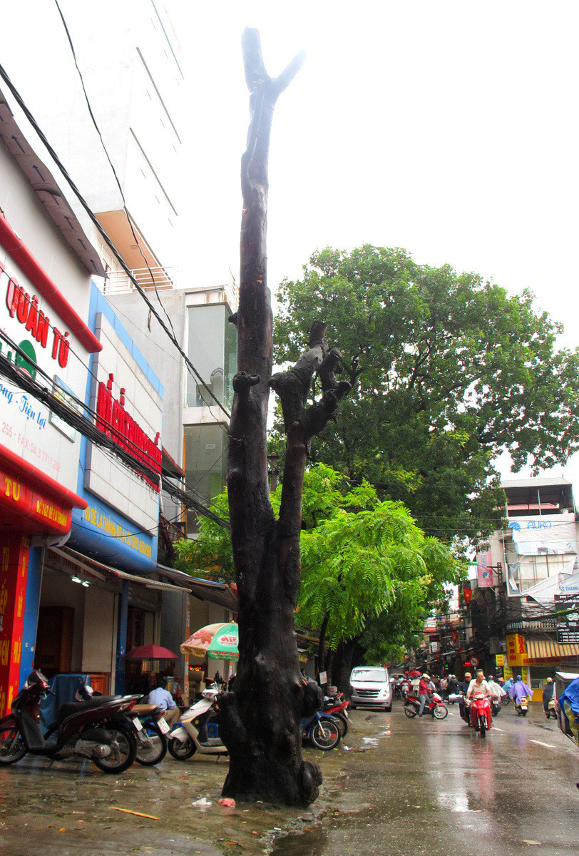 cây xà cừ, cây cổ thụ, bật gốc, nguy hiểm, chết người