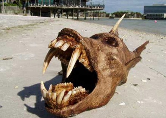 Cá địa ngục khá là xương xẩu với một lớp vảy màu nâu, trên lưng có một vật màu trắng nhọn hoắt,giống một cái sừng 