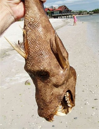 Người ta gọi đây là cá địa ngục vì hình dạng quái dị của nó