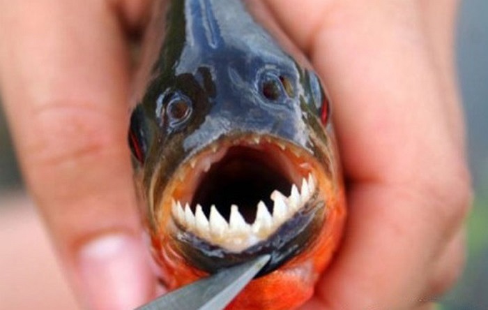 Loài cá Piranha