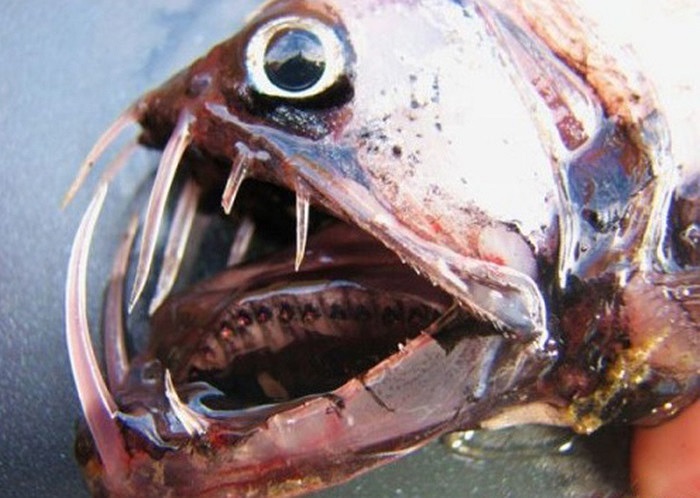 Cá rắn Viper là một trong những loài sinh vật có vẻ ngoài dữ tợn nhất của đại dương