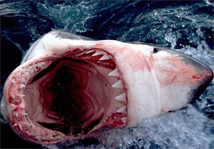 Cá mập trắng dưới đáy đại dương