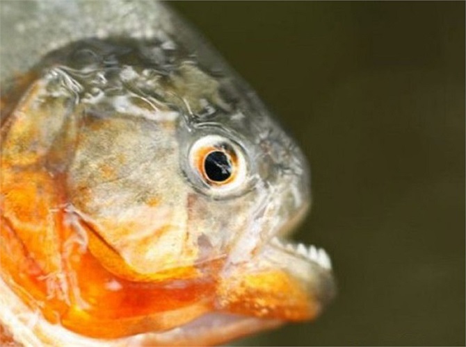 Loài cá Piranha sẵn sàng tấn công bất cứ thứ gì chúng gặp 