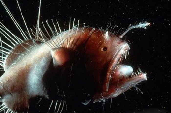 Cá biển Anglerfish lập dị, là sinh vật xấu xí nhất trên trái đất 