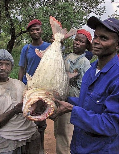 Cá hổ là loài cá săn mồi kích thước lớn
