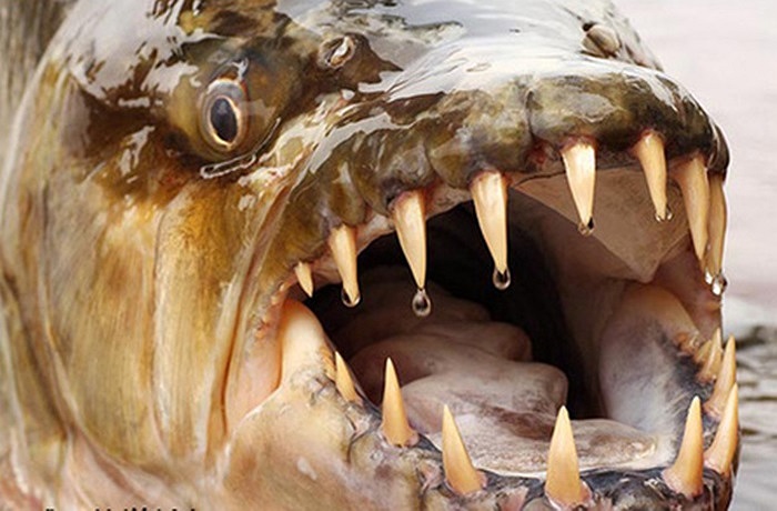 Với chiều dài lớn nhất gần 2m, cân nặng khoảng 30kg, con thủy quái này có thể dễ dàng xé nát một con mồi lớn chỉ trong vài giây