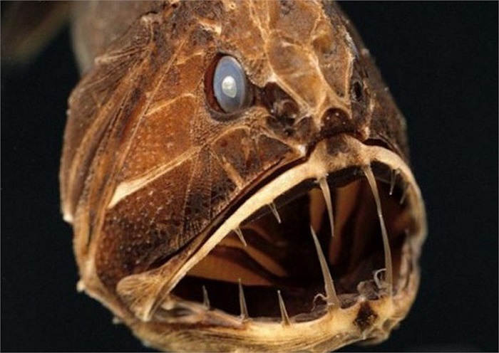 Cá răng nanh có thể chén bất cứ thứ gì 