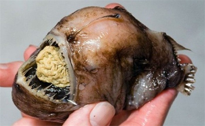 Loài này có cái miệng rộng hoác với hàm răng sắc nhọn mọc tua tủa