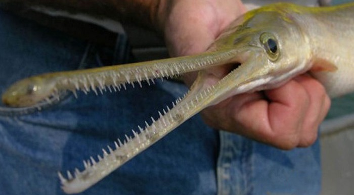 Loài cá có chiếc mũi dài ngoằng, hàm tăng gai nhọn