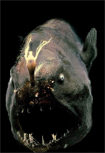 Cá Angler (cá vảy chân)