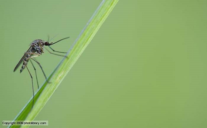 Muỗi Amazon có thể nói đây là côn trùng nguy hiểm nhất trong khu rừng Amazon. Tuy chúng nhỏ bé nhưng với số lượng lên đến hàng trăm nghìn con và trong mỗi một con đều mang các virus gây bệnh như sốt rét, sốt xuất huyết.