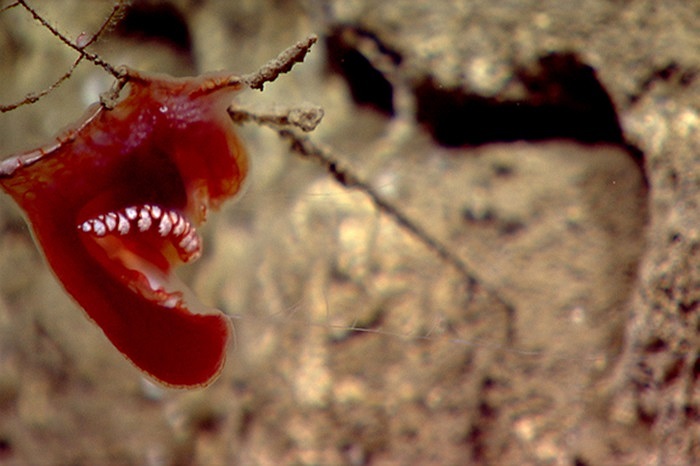 Loài sứa lược benthic ctenophores là động vật phẳng, thường bám vào đá hoặc các sinh vật khác như san hô