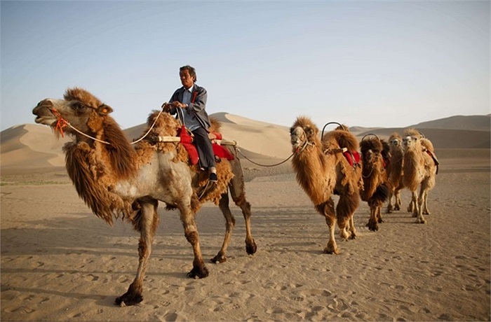 Sa mạc khô cằn chỉ có những chú lạc đà là cảm thấy thoải mái