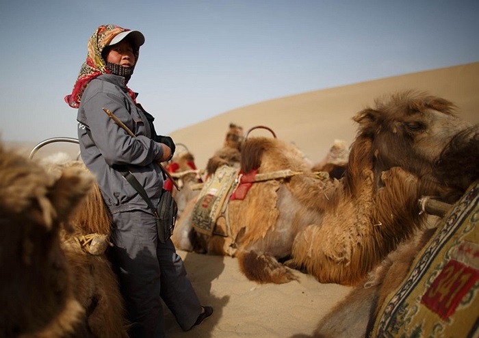 Người dân địa phương cho đàn lạc đà nghỉ ngơi trong khi chờ khách du lịch
