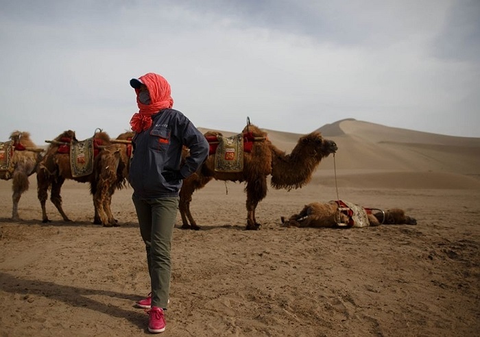 Chú lạc đà kiệt sức nằm nghỉ trong khi các đồng loại vẫn đứng đợi khách du lịch