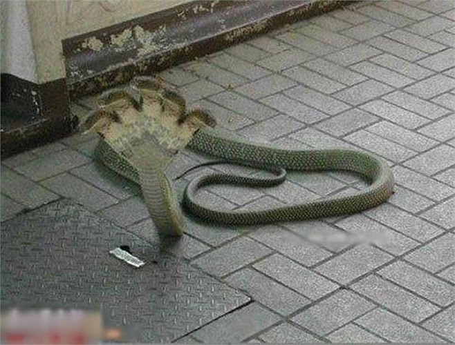 Rắn 5 đầu kỳ quái gây xôn xao mạng Trung Quốc