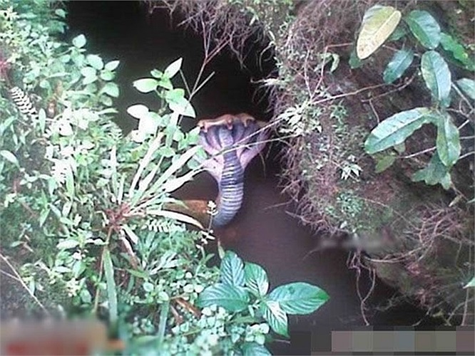 Việc xuất hiện những con rắn 2 đầu từng khá là chuyện bình thường nhưng rắn 5 đầu là loài cực kì hiếm gặp