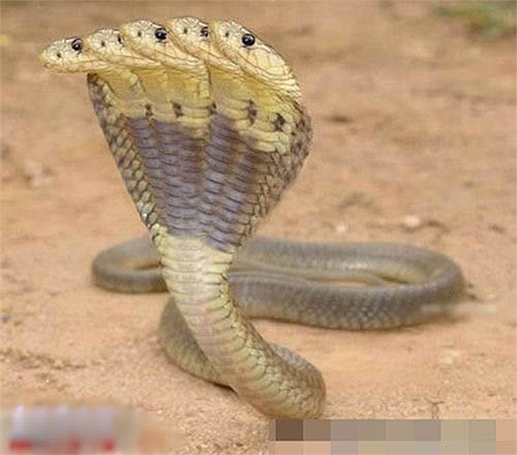 Những hình ảnh về rắn 5 đầu xuất hiện trên mạng mà không có thêm bất cứ thông tin nào về loài rắn này khiến cư dân mạng càng tò mò hơn
