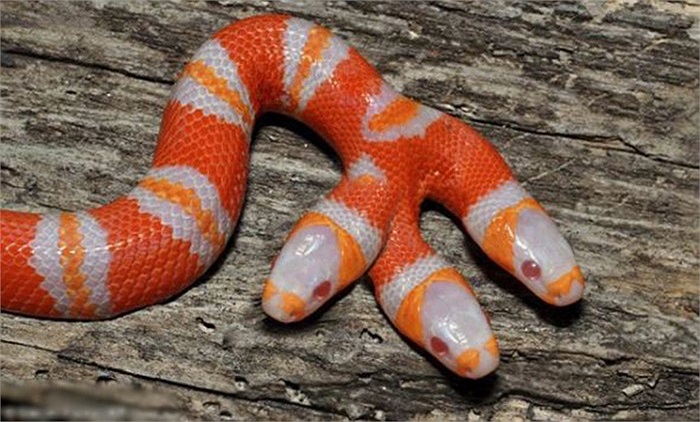 Loài rắn 3 đầu trên thế giới