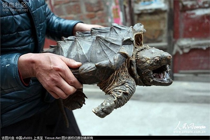 Đây là loại rùa lạ khá hiếm gặp có bộ mai sắc nhọn, đuôi dài và hàm răng lởm chởm