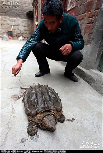 Theo giới phân tích, loại rùa này có nguồn gốc từ Bắc Mỹ và Trung Mỹ. Có thể người nào đó nuôi chú rùa này đã không cẩn thẩn để chú thoát ra ngoài