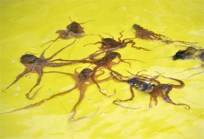 Những con bạch tuộc bơi trong chậu nước chờ lên thớt