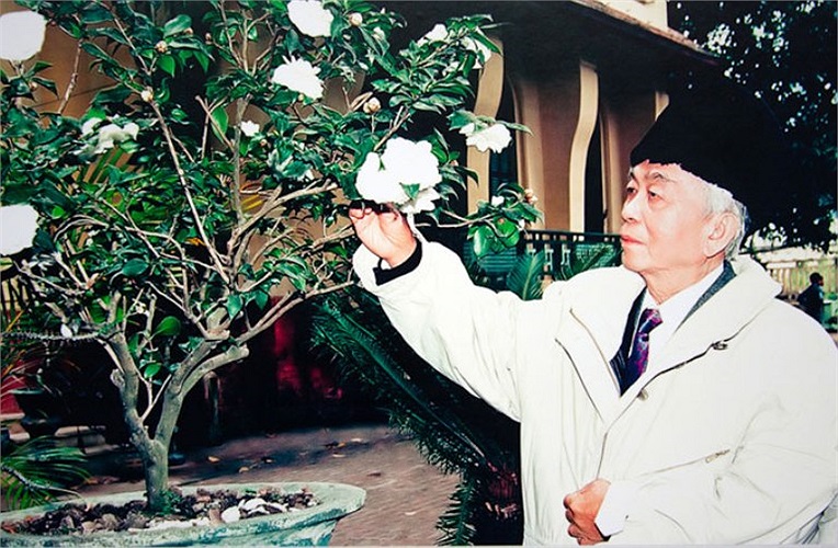 Hoa bạch trà trước sân nhà riêng 30 Hoàng Diệu của Đại tướng, loài hoa ông ưa thích