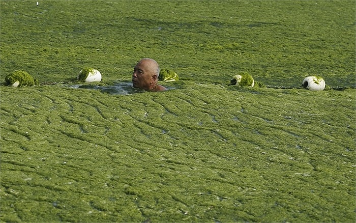 Một người đàn ông bơi trong nước biển được bao phủ bởi lớp tảo xanh 