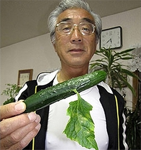 Lá mọc ngay trên thân quả dưa chuột