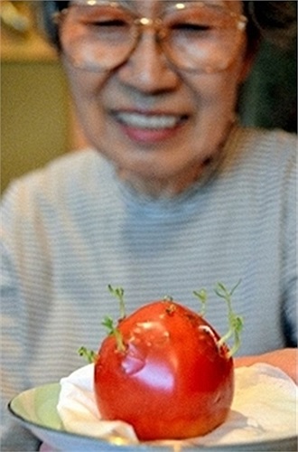 Cà chua mọc mầm