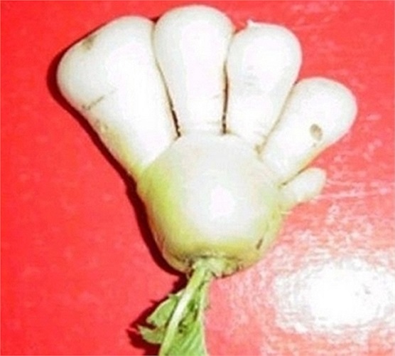 Củ cải '5 ngón'