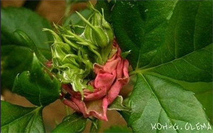 Thực vật bị biến dạng do nhiễm phóng xạ