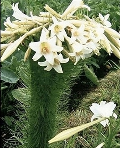 Một cây hoa 'quái dị'