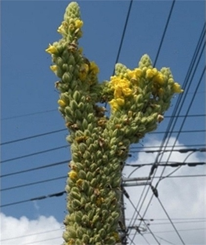 Một loại thực vật mọc theo dạng 'tháp'