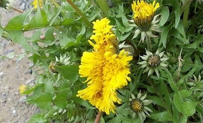 Hoa cúc vàng hình thù kỳ dị