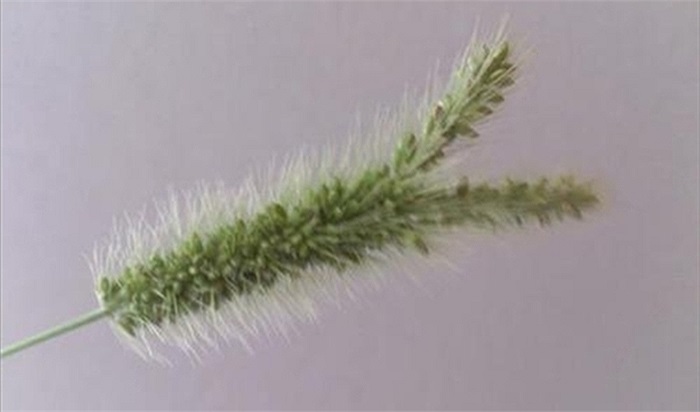 Bông lúa tách đôi