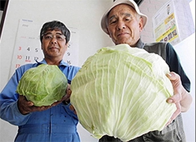 Bắp cải khổng lồ