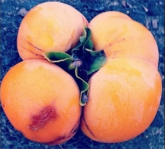 Quả hồng trông như bị dính liền 4 quả